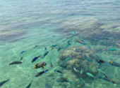 Ko Hay Or Coral Island One Day Private Tour