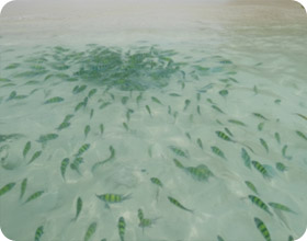 One Day Khai Nui and Khai Nai by Longtail Boat