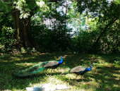 Koh Tapao Noi Discovery Half Day Tour