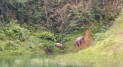 Jungle meets the Lake