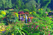 Doi Pui - Roses and Hill Tribe Village Chiang Mai