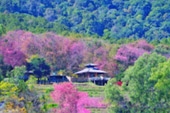 Doi Pui - Roses and Hill Tribe Village Chiang Mai