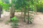Hong Island: Nature Island of Krabi
