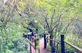 Doi Inthanon