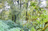 Doi Inthanon