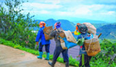 Doi Mae Salong