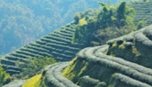 Doi Mae Salong