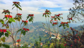 Doi Mae Salong