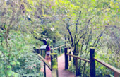 Doi Inthanon