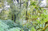 Doi Inthanon