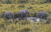 Elephant Watching Point