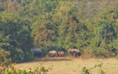 Elephant Watching Point