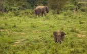 Elephant Watching Point
