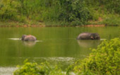 Elephant Watching Point