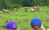 Elephant Watching Point