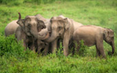 Elephant Watching Point