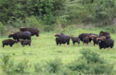 Wild Bulls
