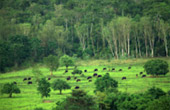 Wild Bulls