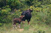 Wild Bulls