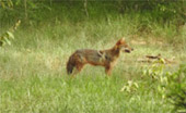 Other wild animal