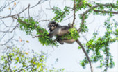 Other wild animal
