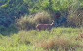 Other wild animal