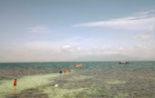 Koh Jan and Koh Thai Tree