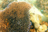 Koh Talu, Koh Sing and Koh Sang