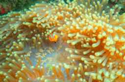 Koh Talu, Koh Sing and Koh Sang