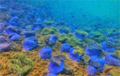 Thrillingly Beautiful Snorkeling Spots