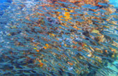 Thrillingly Beautiful Snorkeling Spots