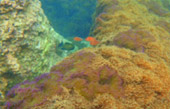 Thrillingly Beautiful Snorkeling Spots