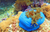 Thrillingly Beautiful Snorkeling Spots