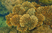 Thrillingly Beautiful Snorkeling Spots