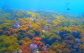 Thrillingly Beautiful Snorkeling Spots