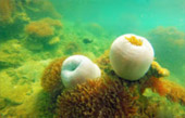 Thrillingly Beautiful Snorkeling Spots