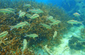 Thrillingly Beautiful Snorkeling Spots