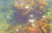 Thrillingly Beautiful Snorkeling Spots