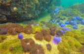 Thrillingly Beautiful Snorkeling Spots