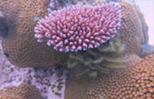 Thrillingly Beautiful Snorkeling Spots