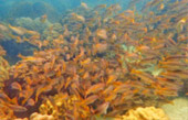 Thrillingly Beautiful Snorkeling Spots