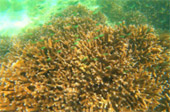 Coral Reef nearby Bamboo Island