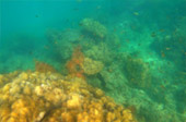 Coral Reef nearby Bamboo Island