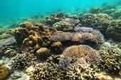 Coral Reef nearby Bamboo Island