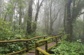 Doi Inthanon