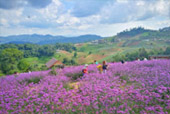 Doi Monjam