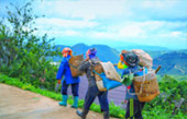 Doi Mae Salong