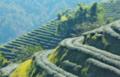 Doi Mae Salong