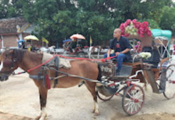 Horse-drawn carriage
