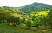 Doi Mae Salong